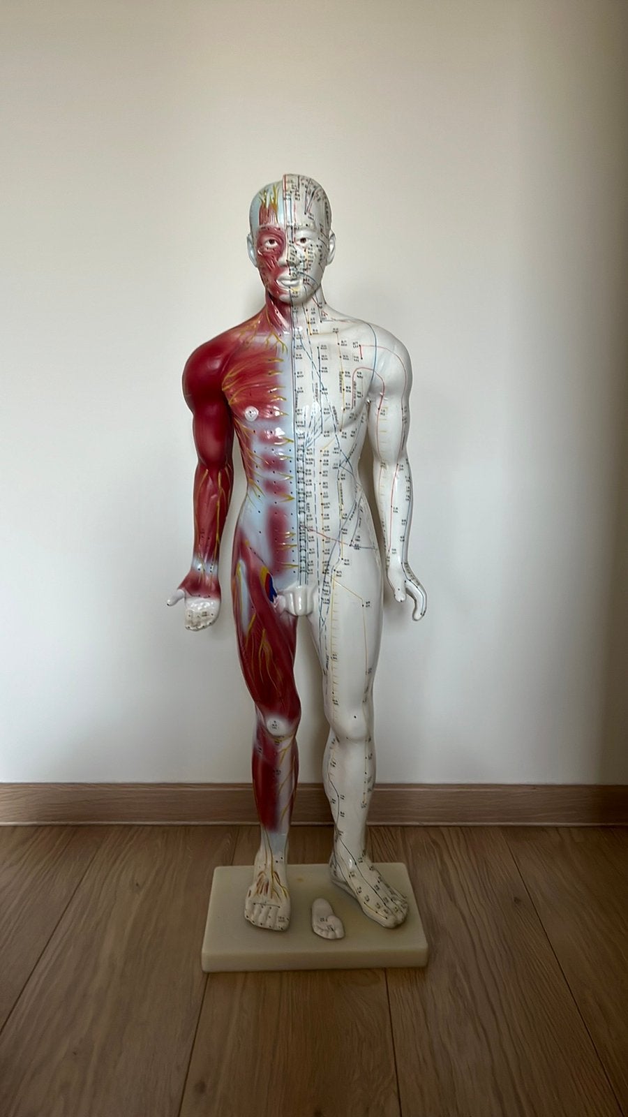 Anatomisch model menselijk lichaam 80 cm -acupunctuurpunten, Ophalen of Verzenden, Zo goed als nieuw, Kunststof