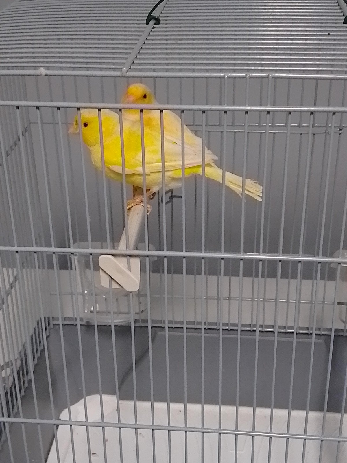 Très bons canaris de couleur sifflants avec ou sans cage, Plusieurs animaux, Canari chanteur