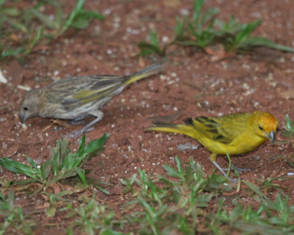 koopel Pelzner saffraan vinken, Dieren en Toebehoren, Vogels | Overige Vogels, Meerdere dieren, Wildzangvogel, Geringd