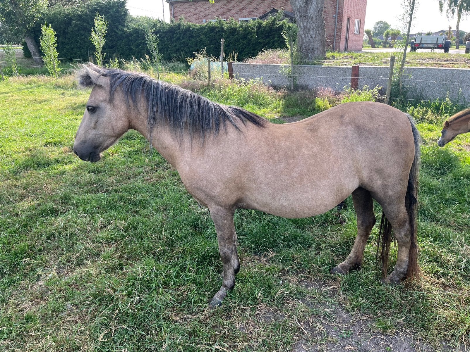 Drachtige pony type welsh, Dieren en Toebehoren, Merrie, Zadelmak, C pony (1.27m tot 1.37m), Gechipt