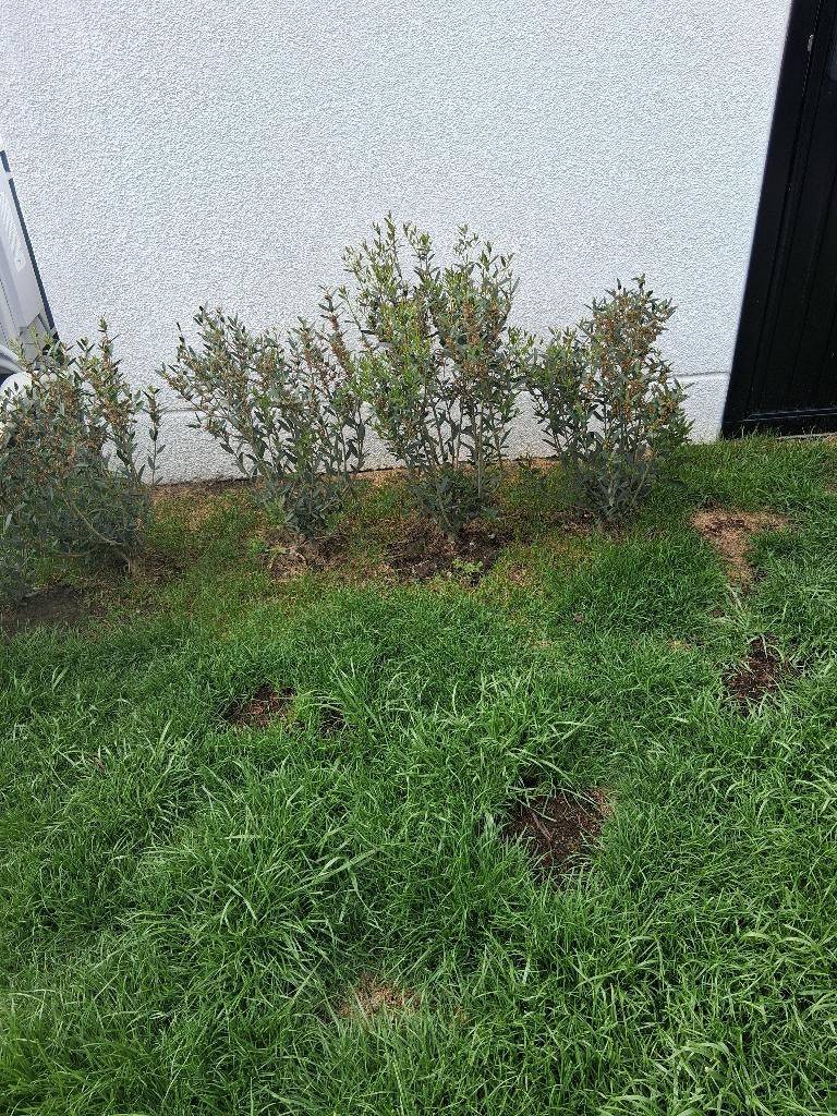 Steenlinde La Haye, Jardin & Terrasse, Plantes | Arbustes & Haies, Enlèvement, Autres espèces, Haie, Moins de 100 cm