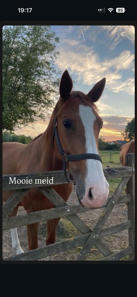 Brave merrie, Dieren en Toebehoren, Paarden, Merrie