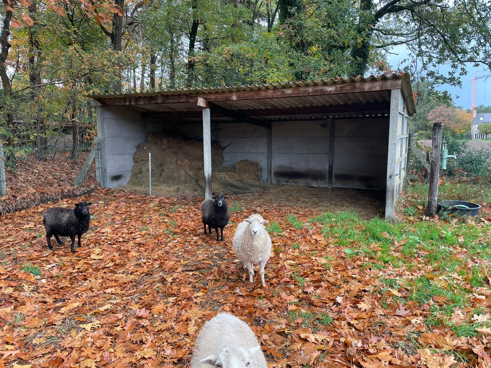 Landbouwgrond, Verkoop zonder makelaar, 1500 m² of meer