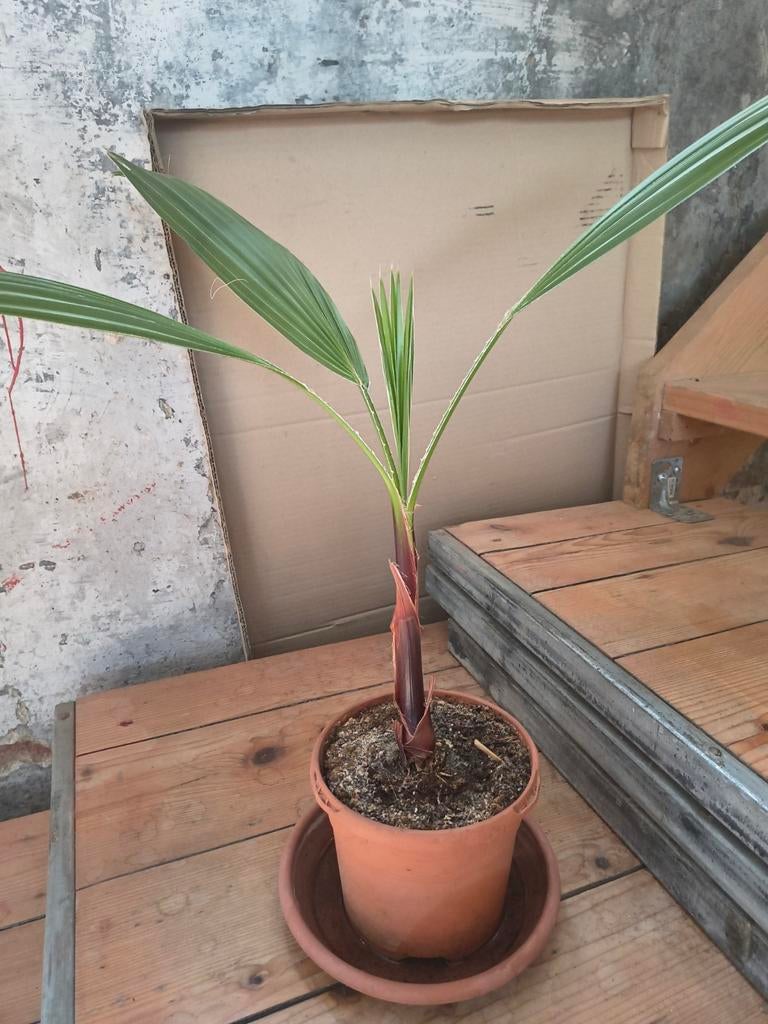 Palmboom - dadelpalm, Ophalen