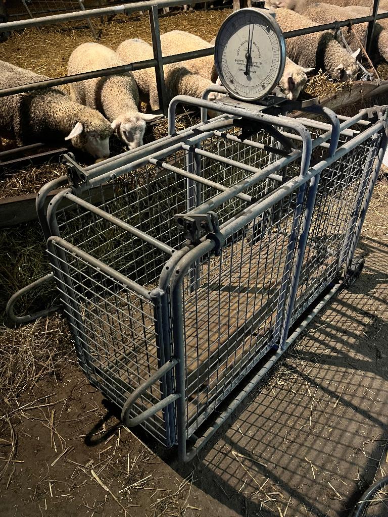 Cage de pesée animaux, Mouton