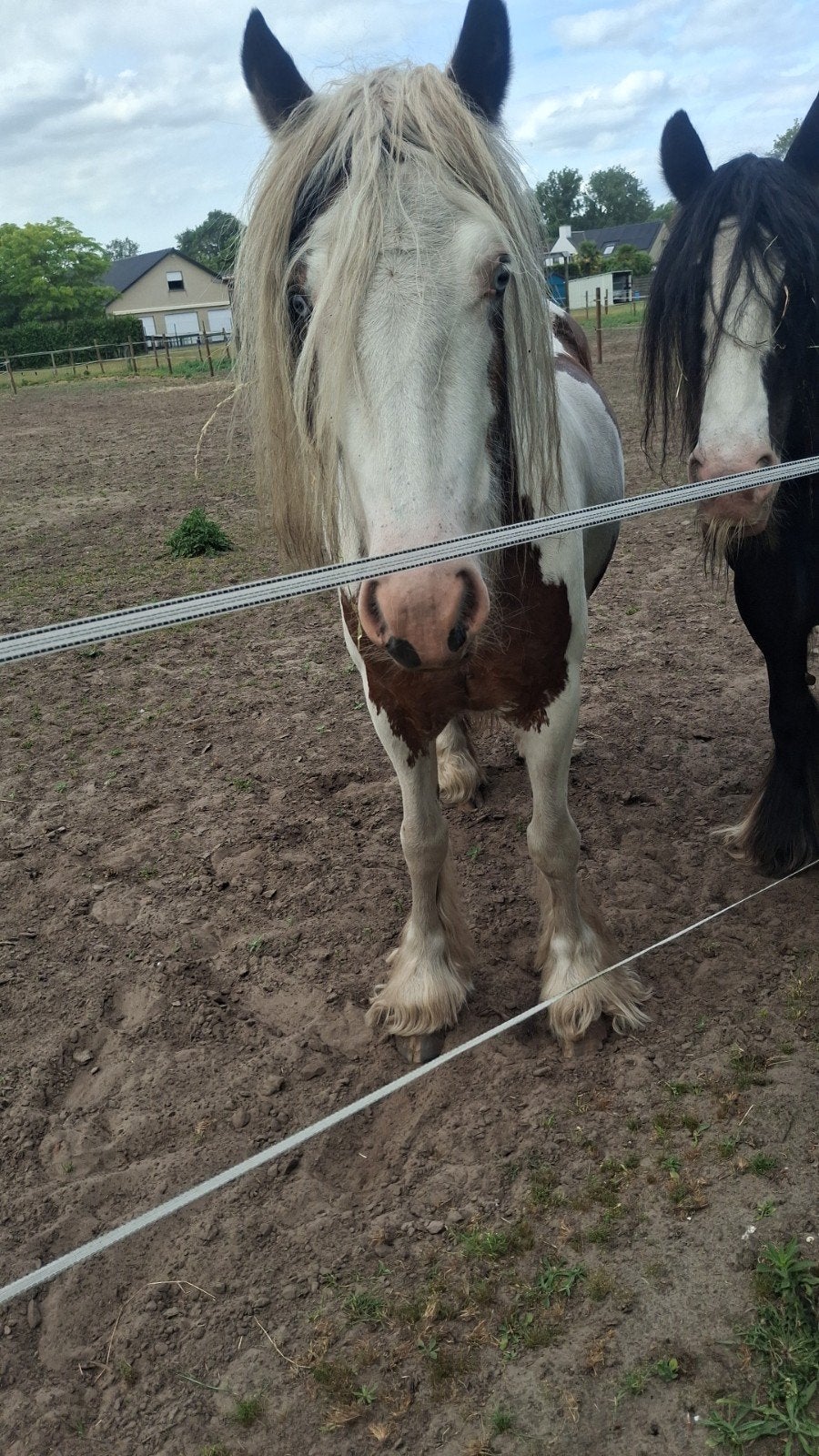 5 jarige tinker merrie, Dieren en Toebehoren, Zadelmak, 3 tot 6 jaar, Recreatiepony, Merrie