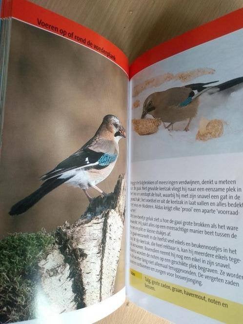 boek: vogels observeren bij de voederplaats/Detlef Singer, Enlèvement ou Envoi, Comme neuf, Oiseaux