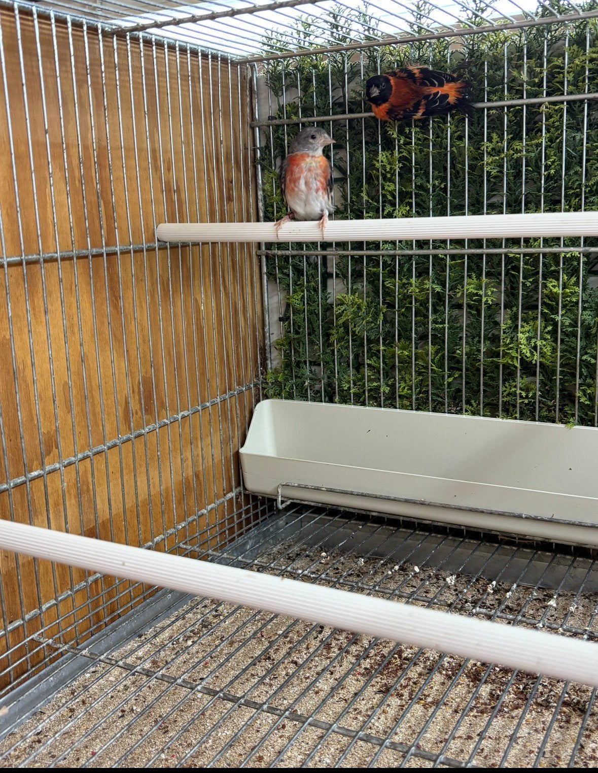 Koppel Kapoetsensijs 2024, Dieren en Toebehoren