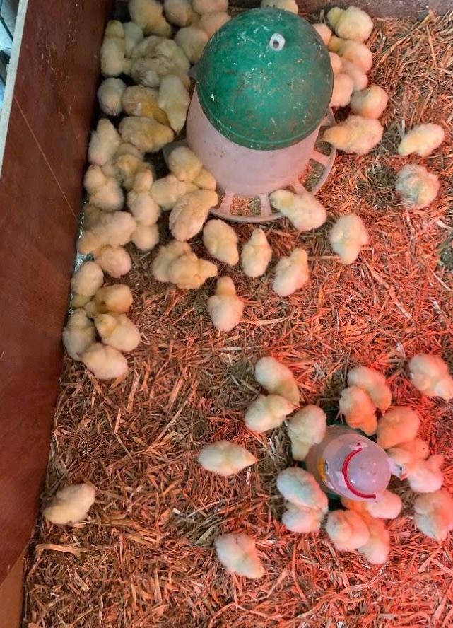 Vlees kuikens 5 dagen oud, Dieren en Toebehoren, Pluimvee, Meerdere dieren, Kip