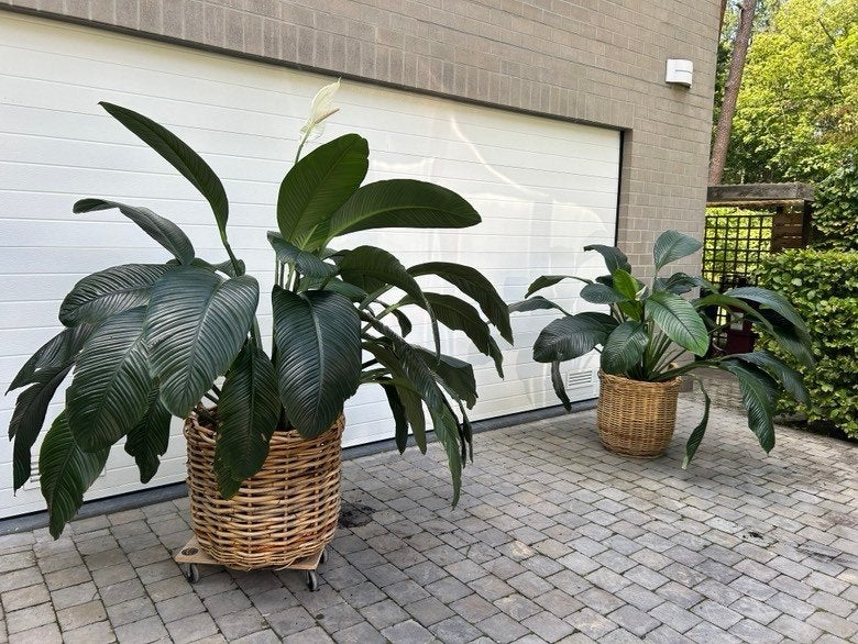 Grote kamerplanten ;spathiphylum/lepelplant, Maison & Meubles, Plantes d'intérieur, Autres espèces, En pot, Plante à fleurs, Enlèvement