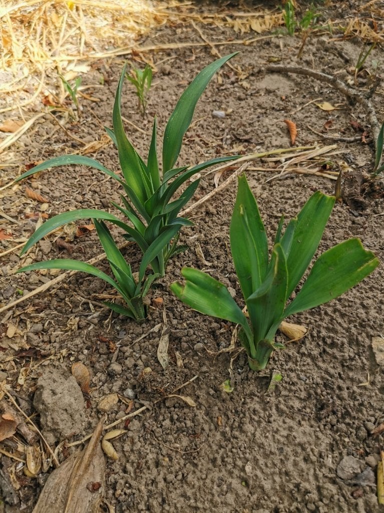 yucca scheuten, Tuin en Terras, Planten | Struiken en Hagen, Ophalen