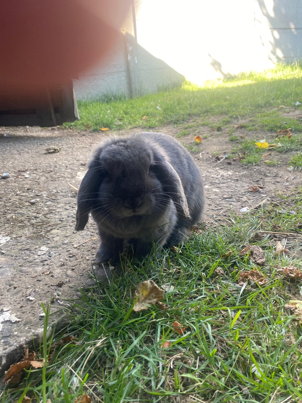 Mooi nhd konijn, Animaux & Accessoires, Lapins, Taille moyenne, Oreilles tombantes, 0 à 2 ans