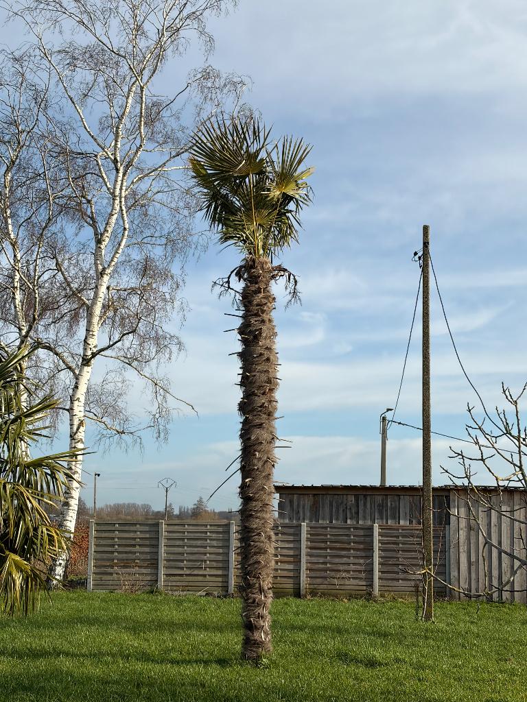 palmier, Jardin & Terrasse, Plein soleil, Enlèvement, Été, Palmier