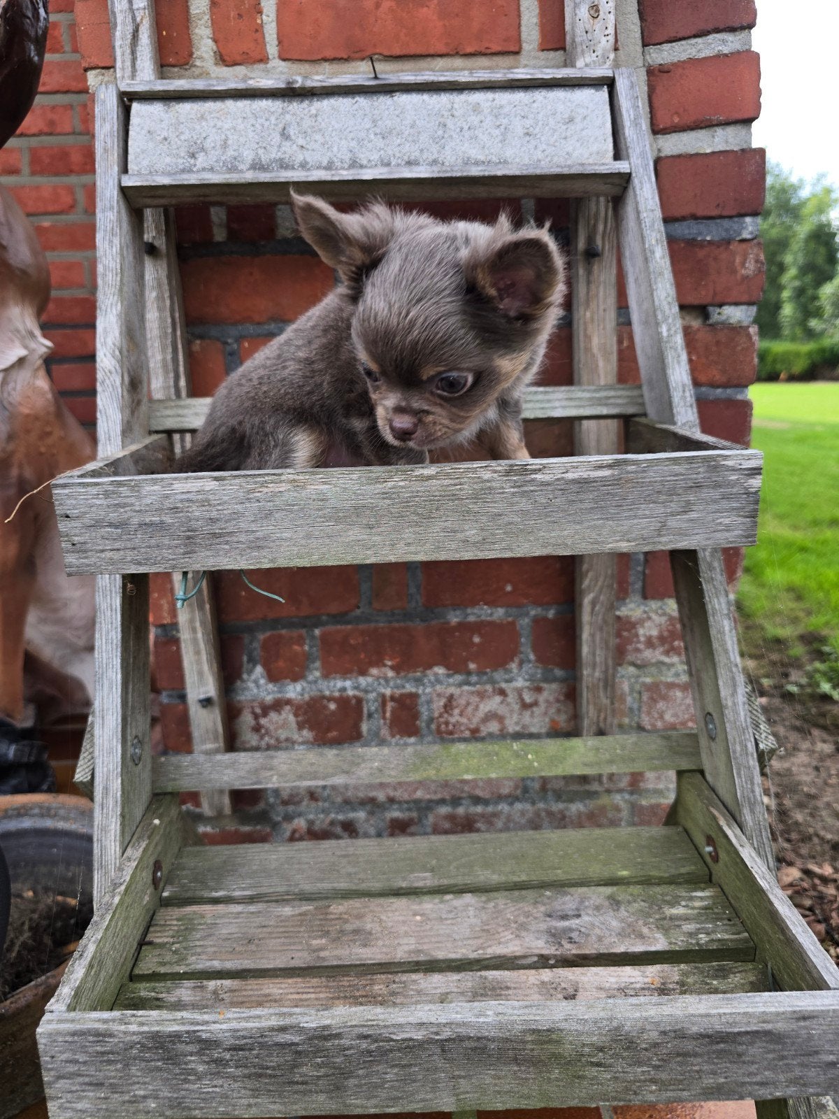 blauw/grijs lanhaar chihuahua reutje, Dieren en Toebehoren, Honden | Chihuahua's en Gezelschapshonden, België, Reu, CDV (hondenziekte)