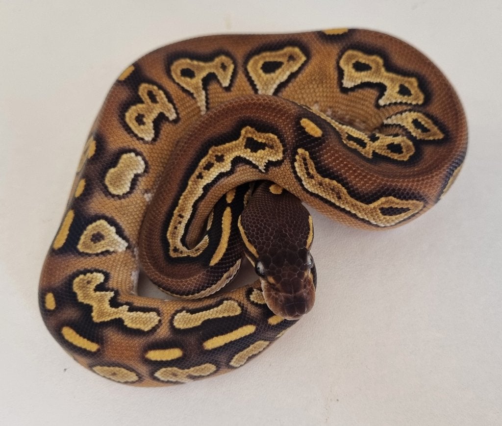 0.1 black head mojave 66% het dreamsicle Ball Python photo 3