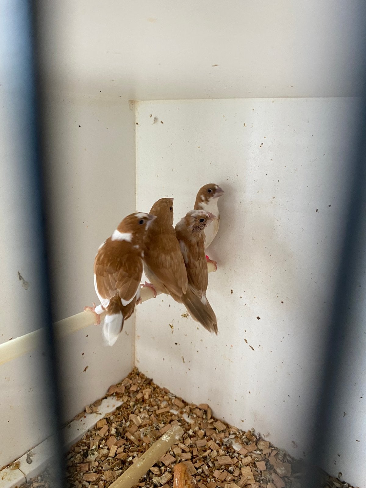 Japanse meeuwtjes, Dieren en Toebehoren, Vogels | Overige Vogels, Geringd