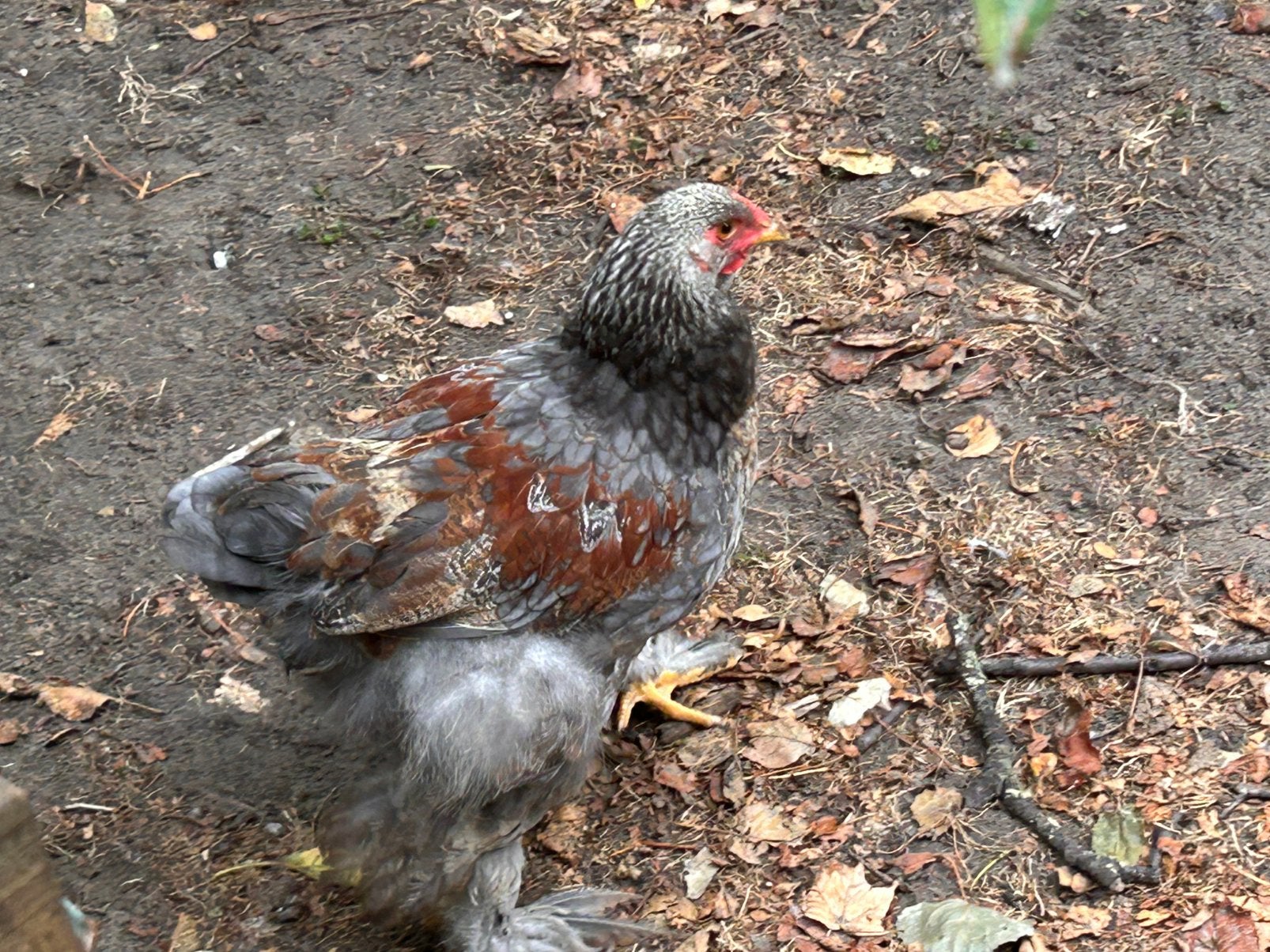 Brahma’s, Dieren en Toebehoren