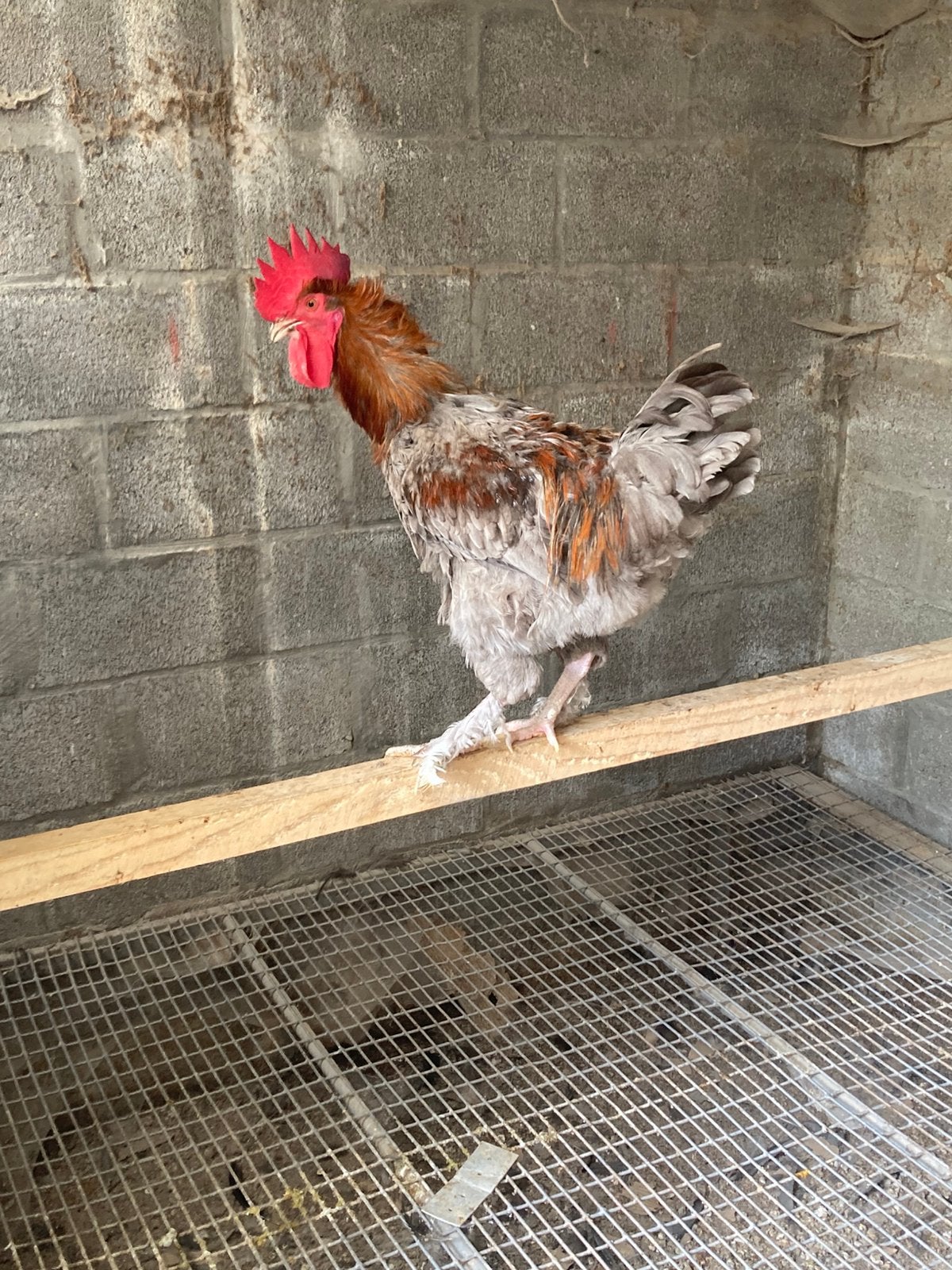 Marans haan, Dieren en Toebehoren
