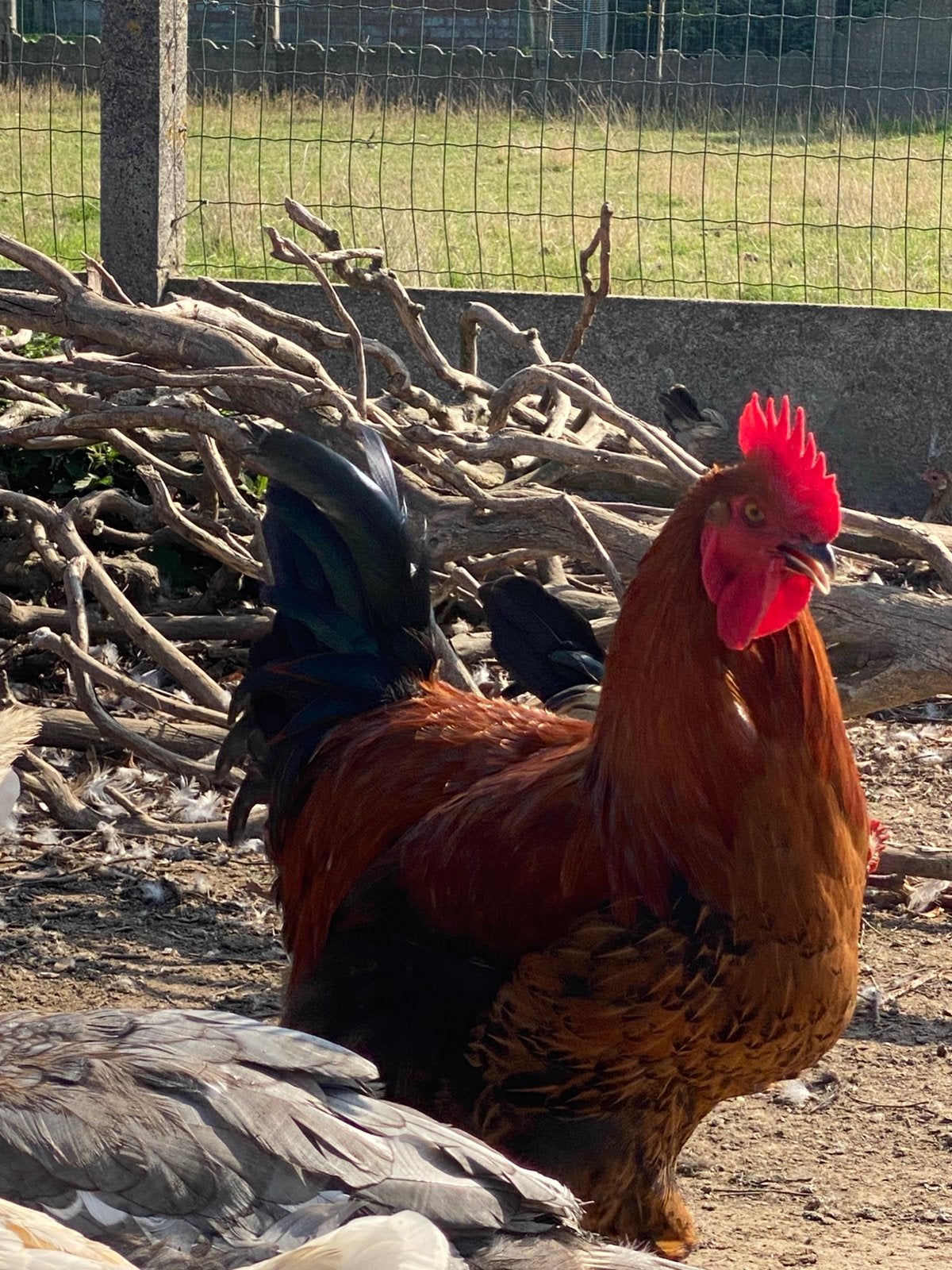 Marans hanen, Mâle, Poule ou poulet