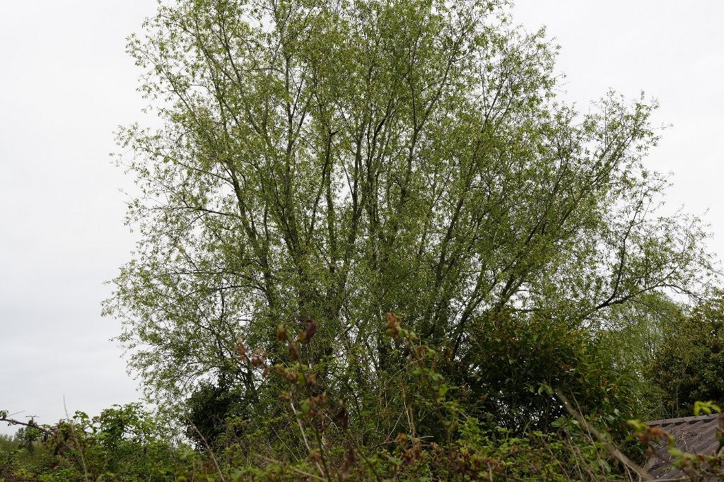 knotwilgen knotten, Tuin en Terras, Ophalen, Overige houtsoorten, Takken