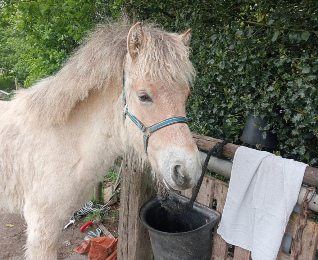 🩵 Jaarling FJORD hengstje 🩵, Dieren en Toebehoren, Pony's, Gechipt, 0 tot 2 jaar