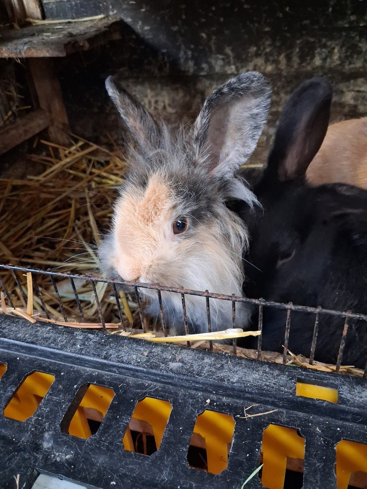 konijnen, Dieren en Toebehoren, Konijnen, Meerdere dieren, Dwerg, 0 tot 2 jaar