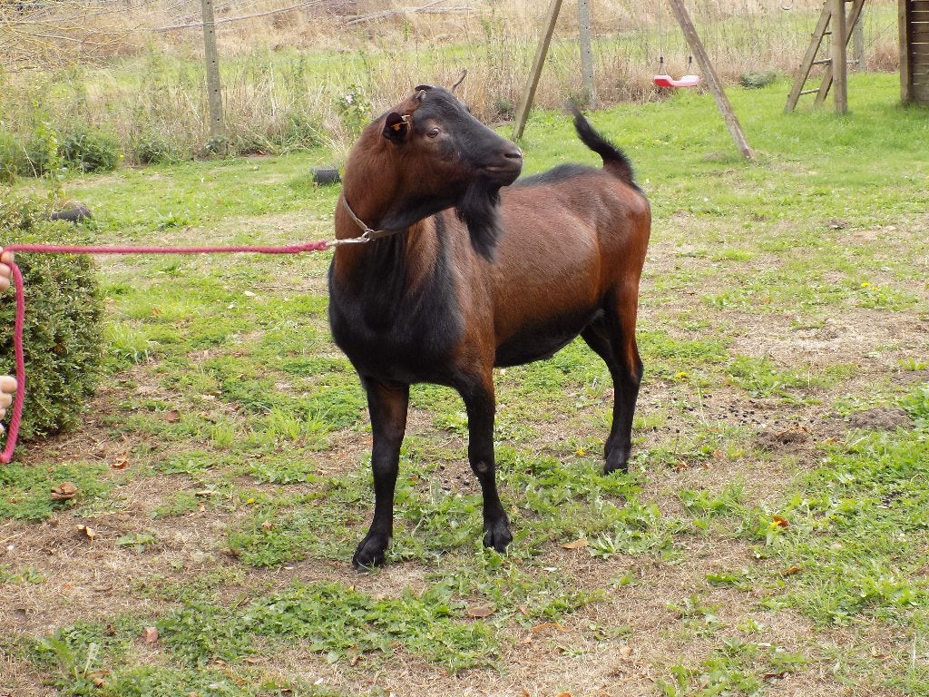 Stamboek geitebokken, Dieren en Toebehoren, Mannelijk, Geit