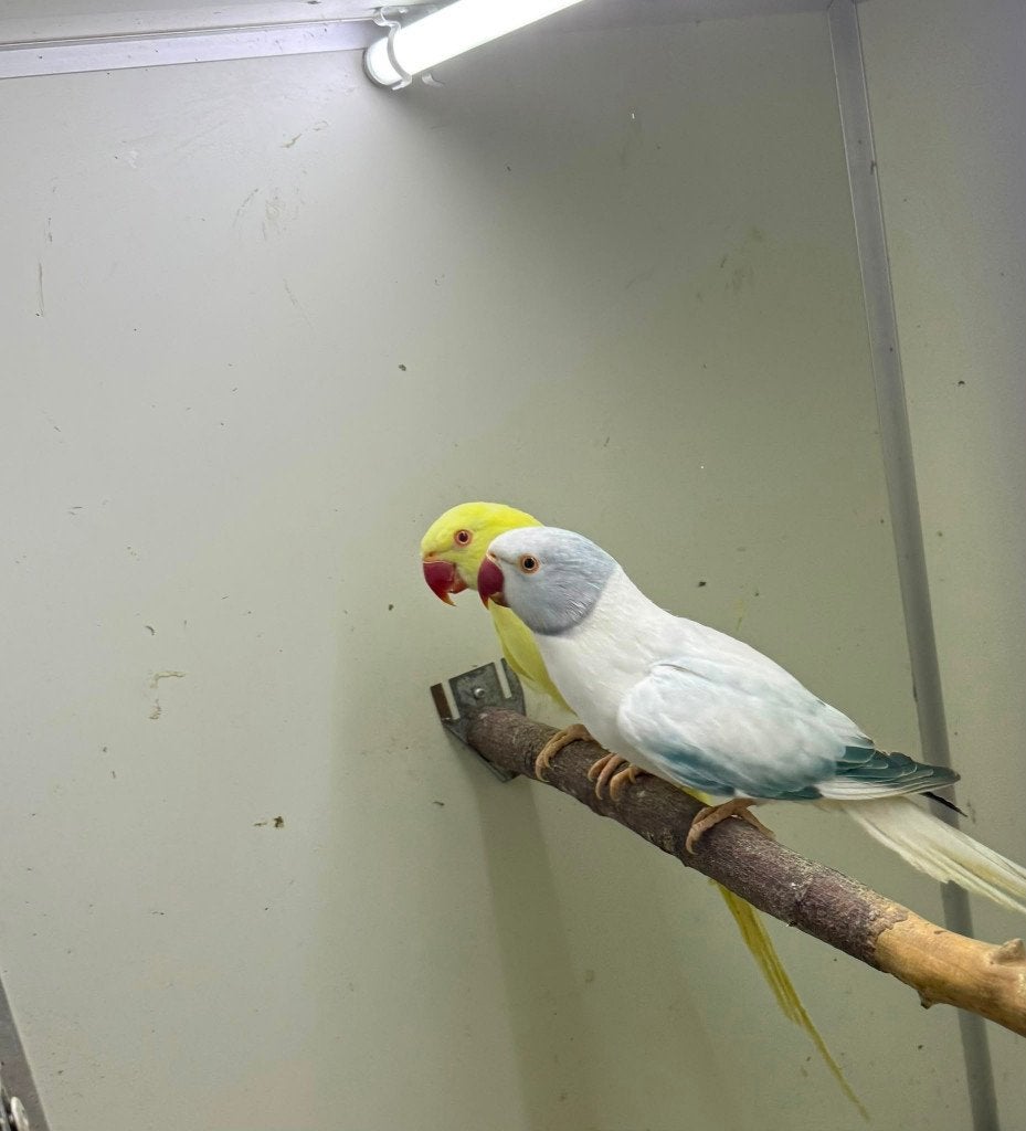 kweekkoppel halsbandparkieten aqua opaline wkws, Dieren en Toebehoren, Papegaai