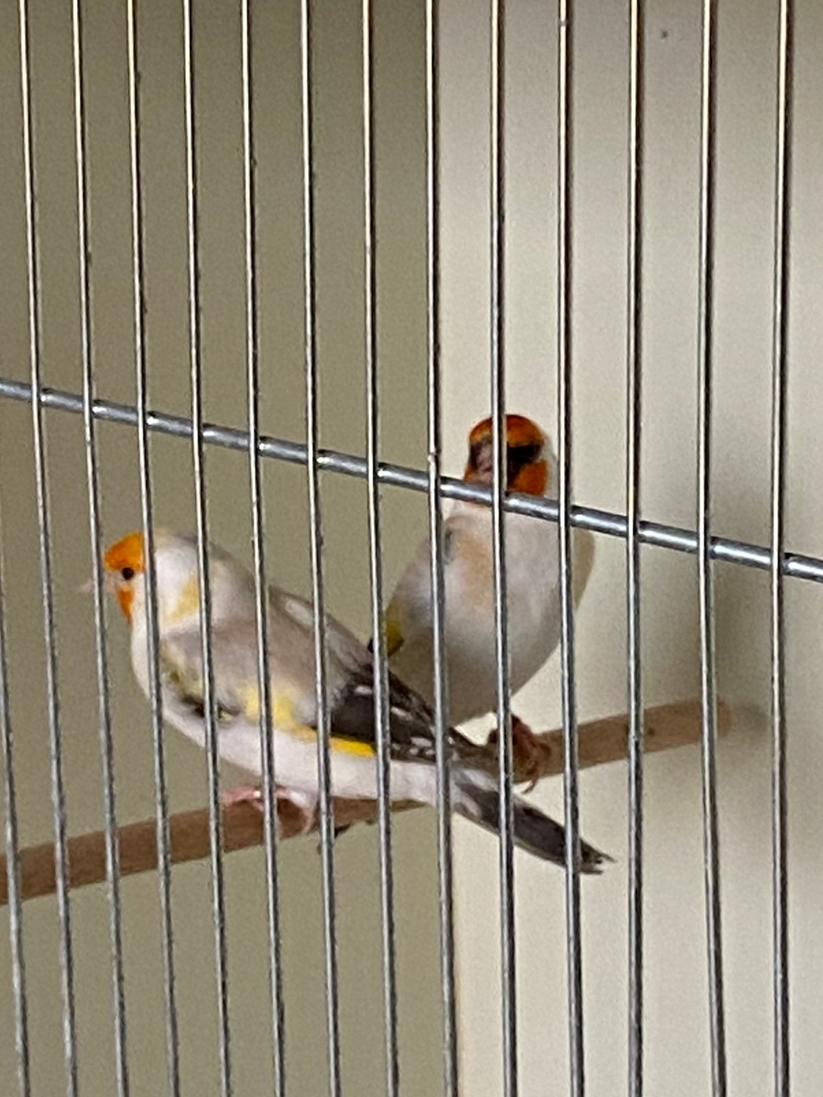 Mooie koppel witkeel van 2025 geringd, Dieren en Toebehoren, Vogels | Overige Vogels