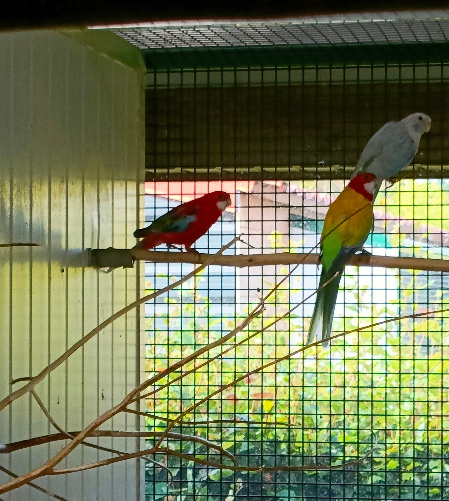 Rosella's, Meerdere dieren, Parkiet, Geringd