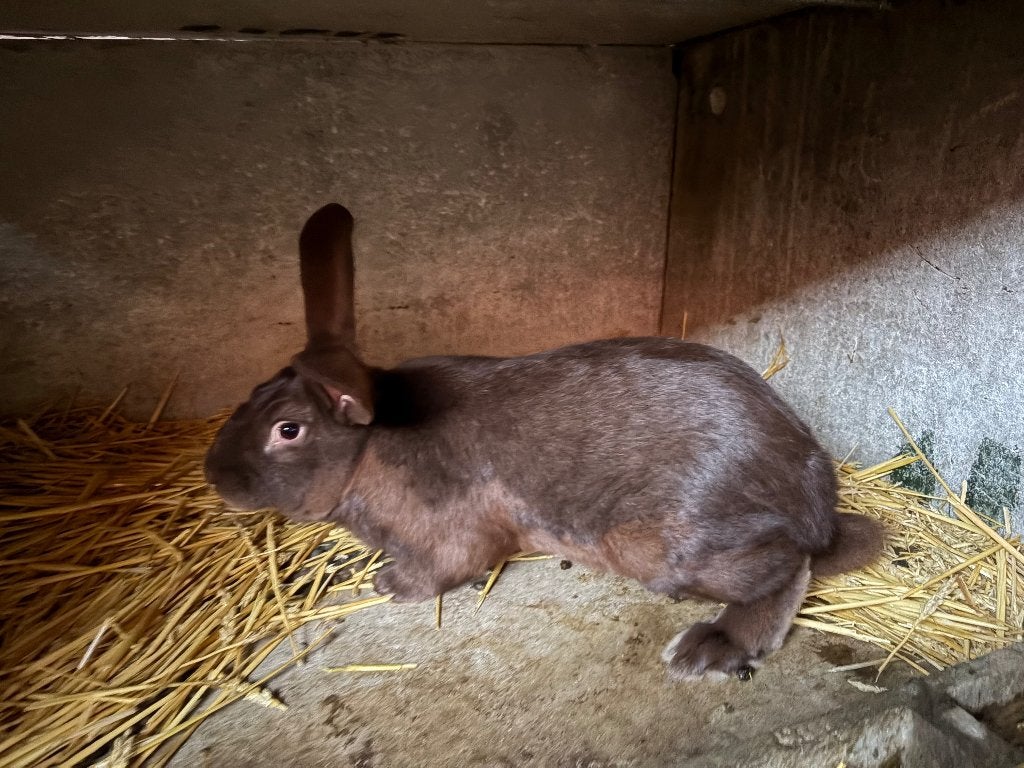 Slachtkonijnen te koop, Dieren en Toebehoren, Meerdere dieren, Groot, 0 tot 2 jaar