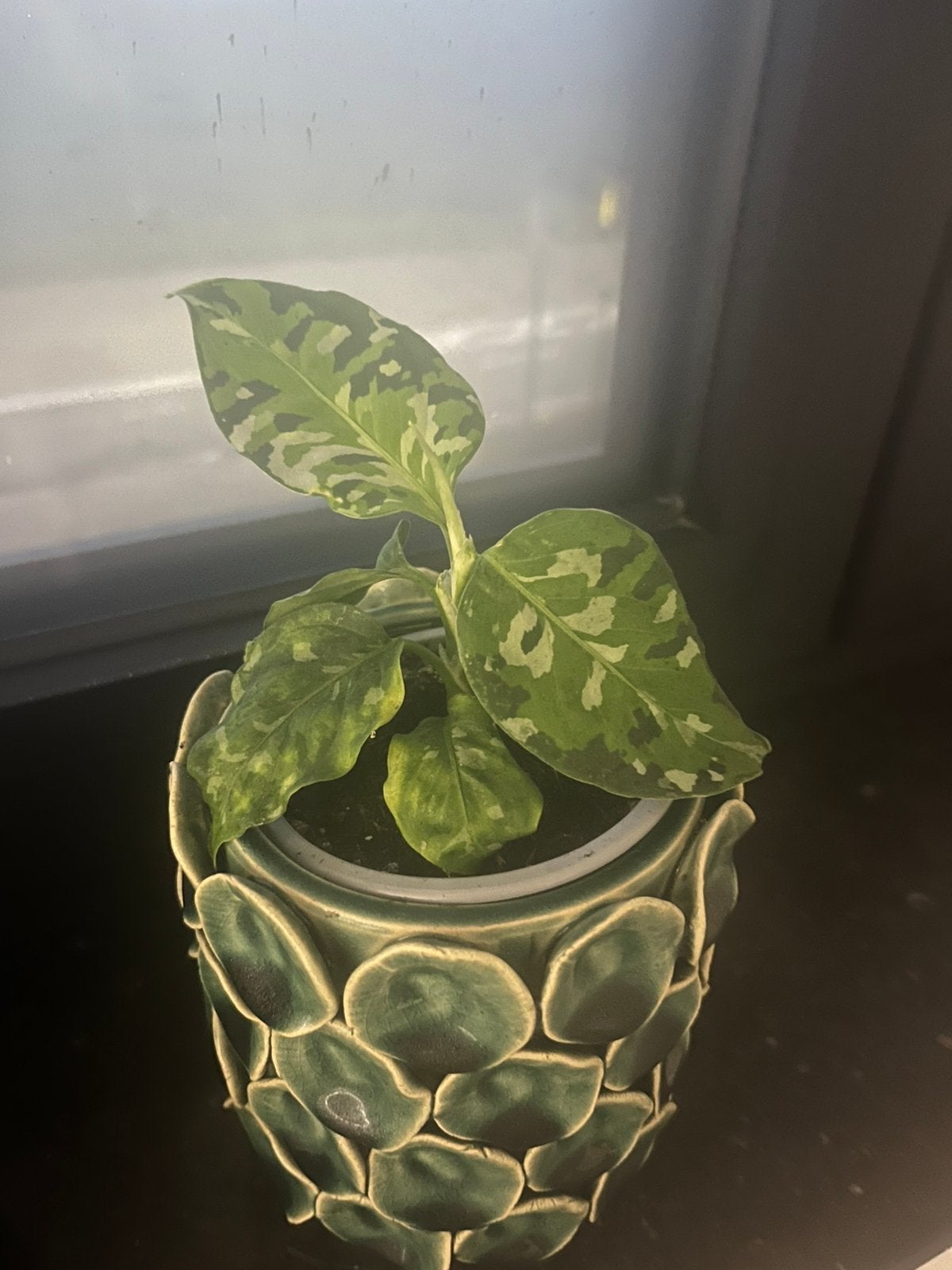 Aglaonema pictum tricolor, Maison & Meubles, Enlèvement ou Envoi