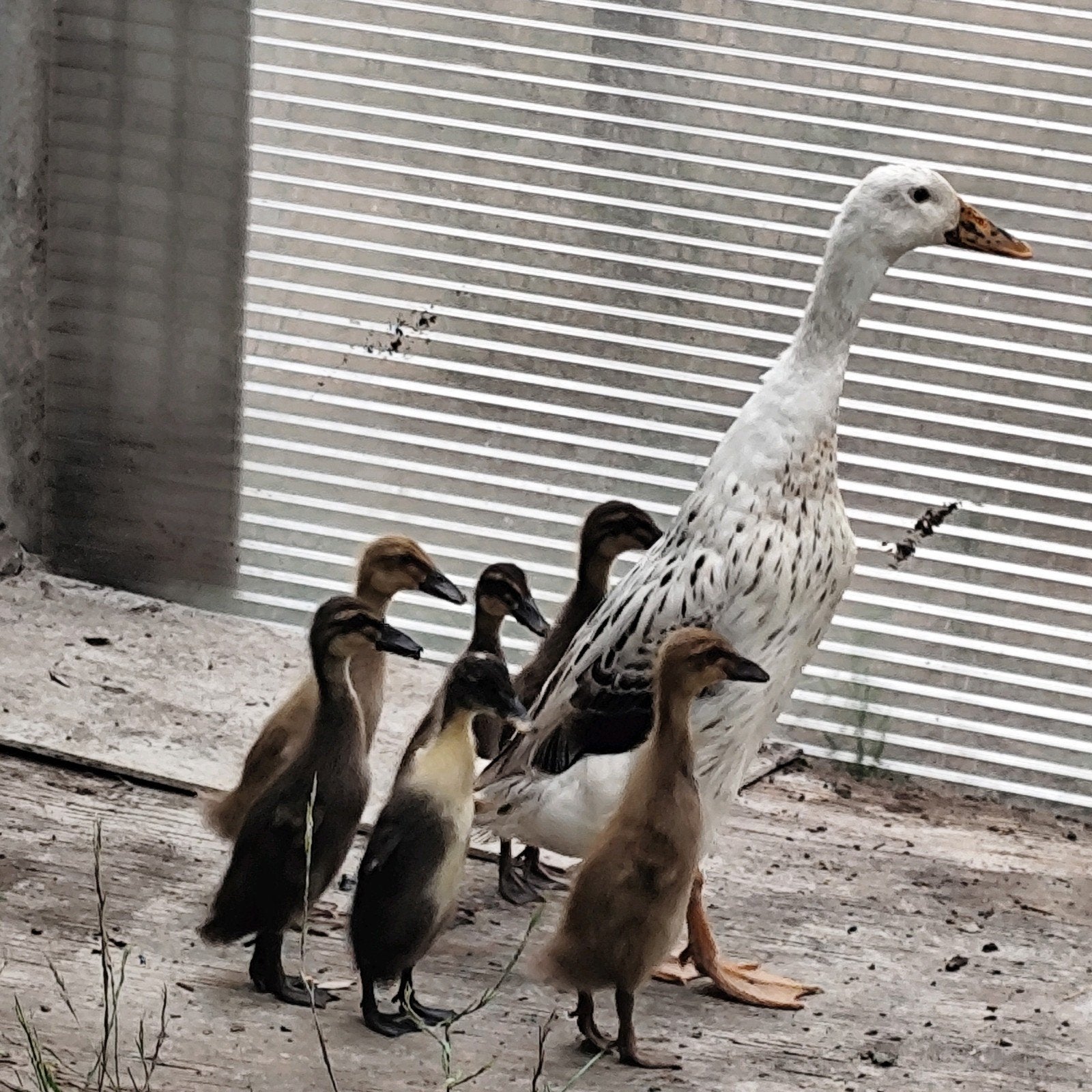 poussins indiens Running Duck à vendre, Animaux & Accessoires, Plusieurs animaux, Canard