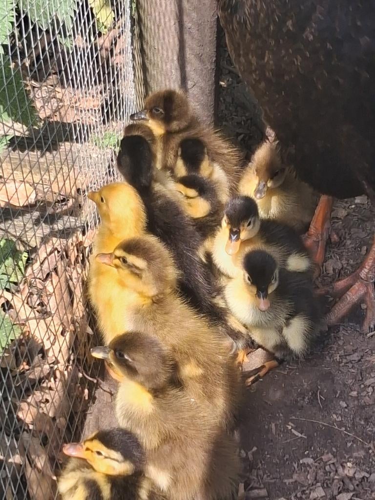 Loopeendjes uit natuurbroed, Dieren en Toebehoren