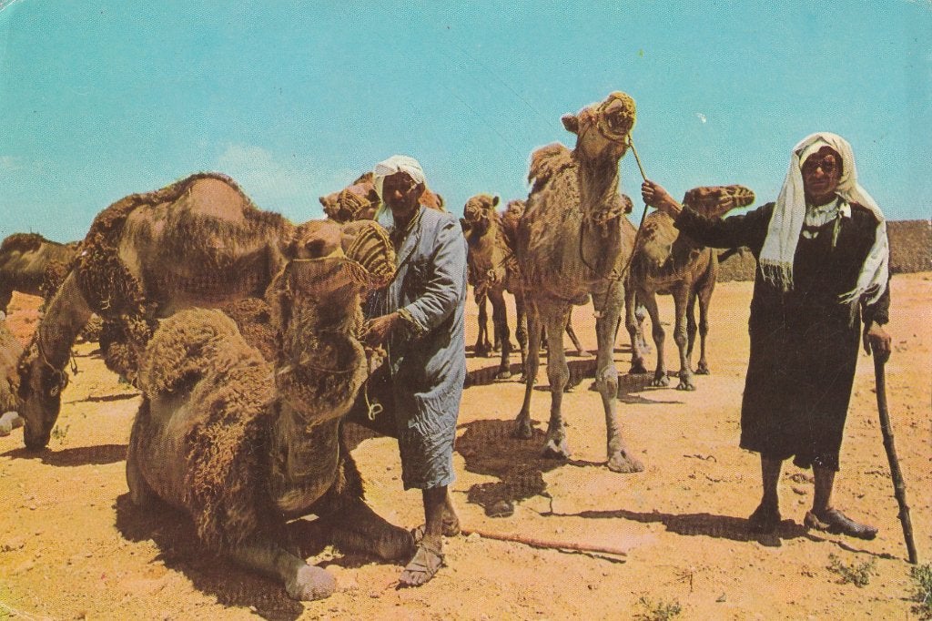 KAMELEN  MET  DRIJVERS, Collections, Cartes postales | Animaux, Envoi, 1960 à 1980, Affranchie, Autres
