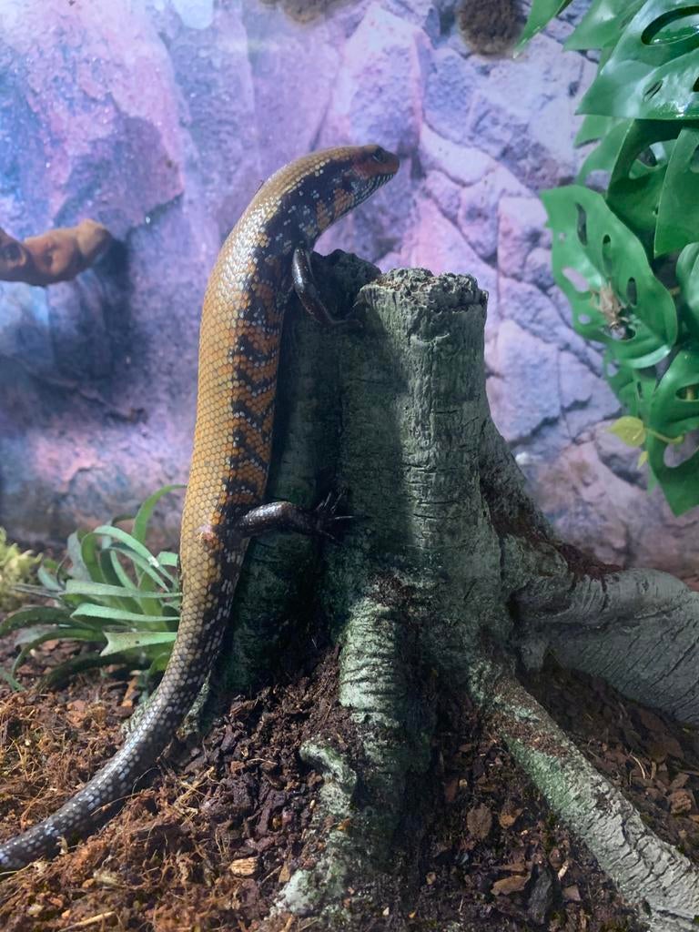 Vuurskink met terrarium, Dieren en Toebehoren, Hagedis, Met terrarium, 3 tot 6 jaar