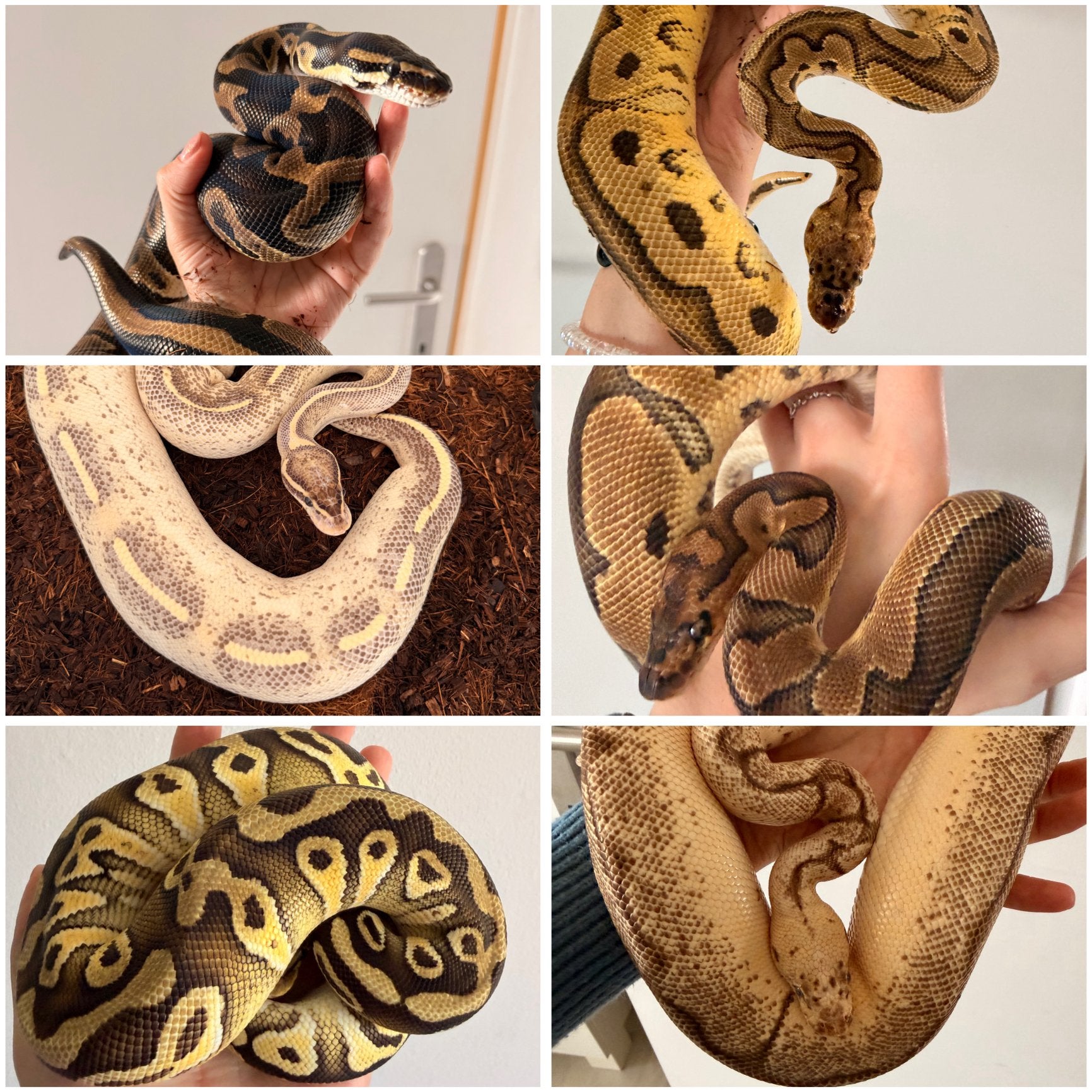 Python Regius collectie ️, Dieren en Toebehoren, Reptielen en Amfibieën, Slang