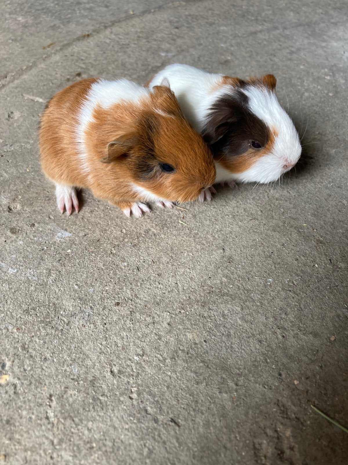 2 langharige sheltie cavia broertjes., Dieren en Toebehoren, September, Cavia