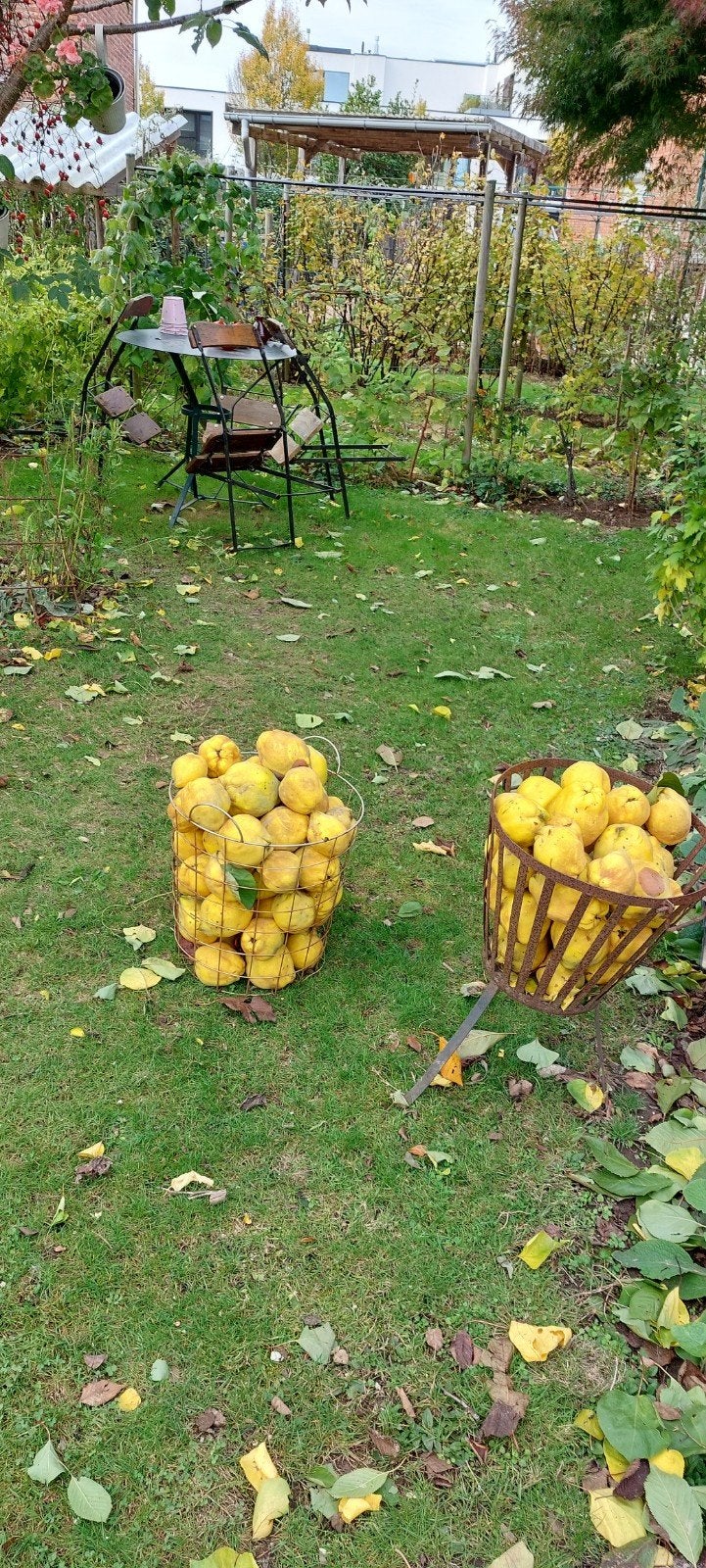 coings cultivés sur place, Enlèvement
