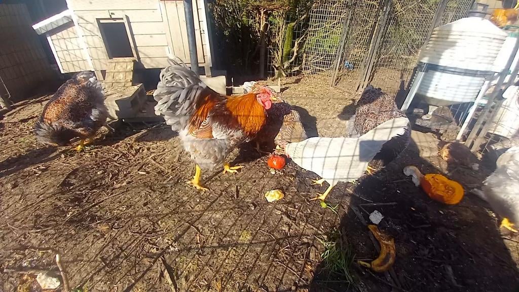 Broedeieren Wyandotte groothoen goudblauw gezoomd, Animaux & Accessoires, Volatiles