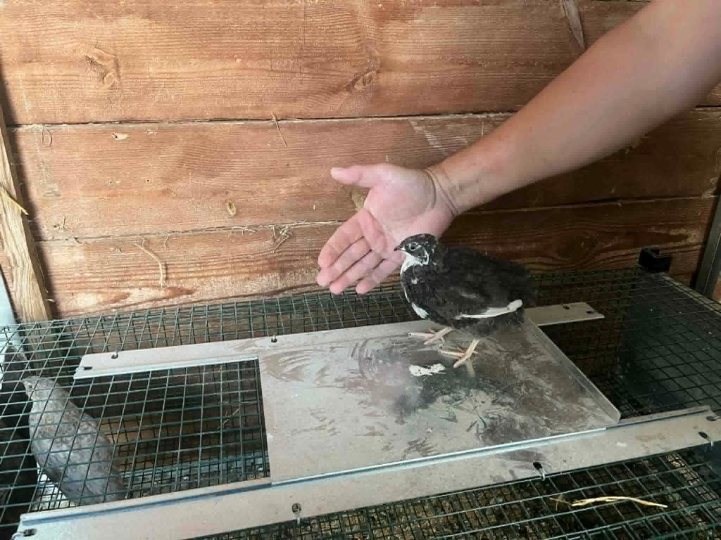 Verschillende gezonde Japanse kwartels, Dieren en Toebehoren, Pluimvee, Meerdere dieren, Overige soorten