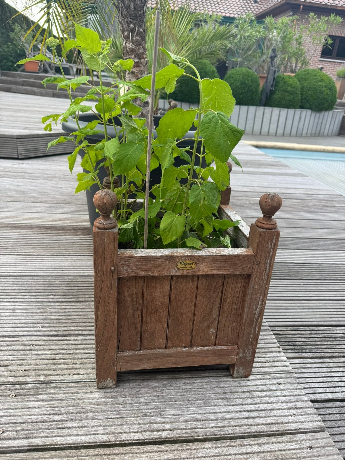 Annabel in pot, Enlèvement, Comme neuf