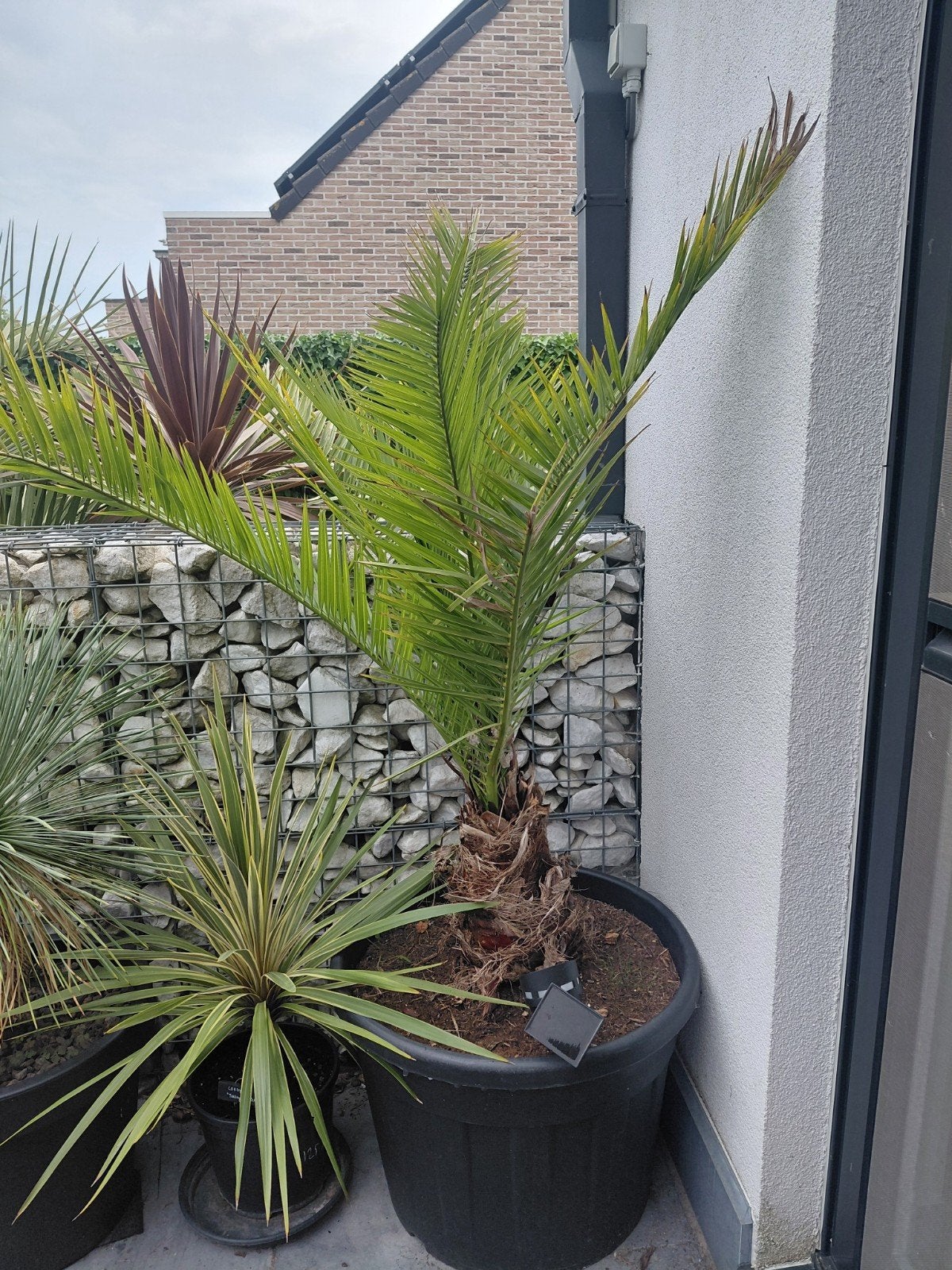 Phoenix Canariensis palmboom, Tuin en Terras, Ophalen, Palmboom
