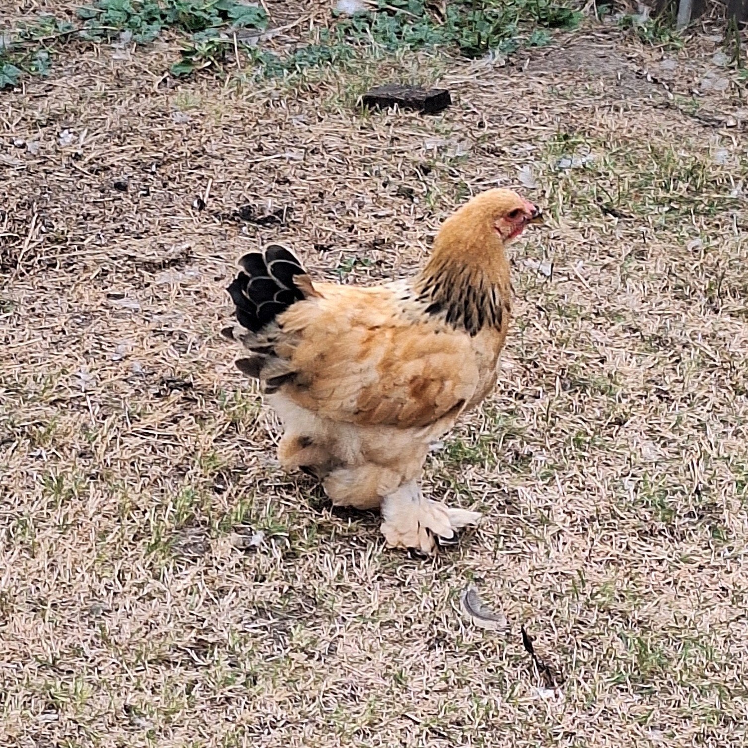 brahma kriel haantje 24/05/2026, Mâle, Poule ou poulet