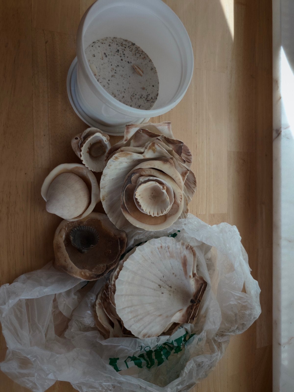 coquillages, Enlèvement, Utilisé, Coquillages
