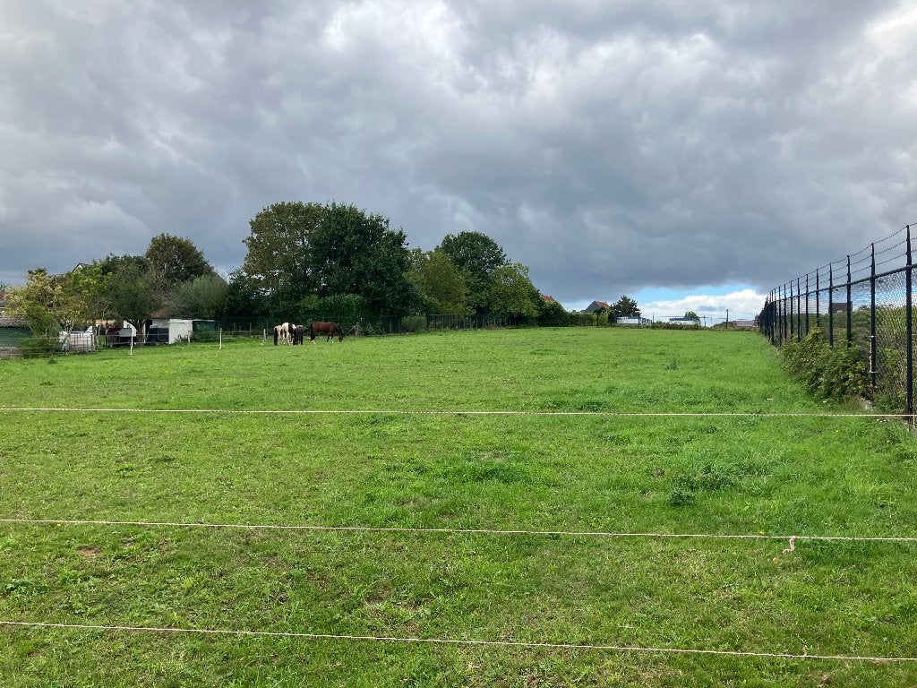 Paardenweide, Weidegang, 4 paarden of pony's of meer