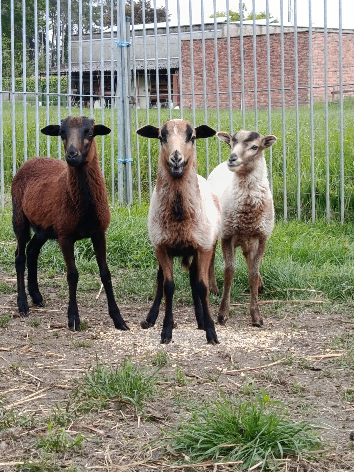 3 magnifiques agneaux camerounais, Animaux & Accessoires