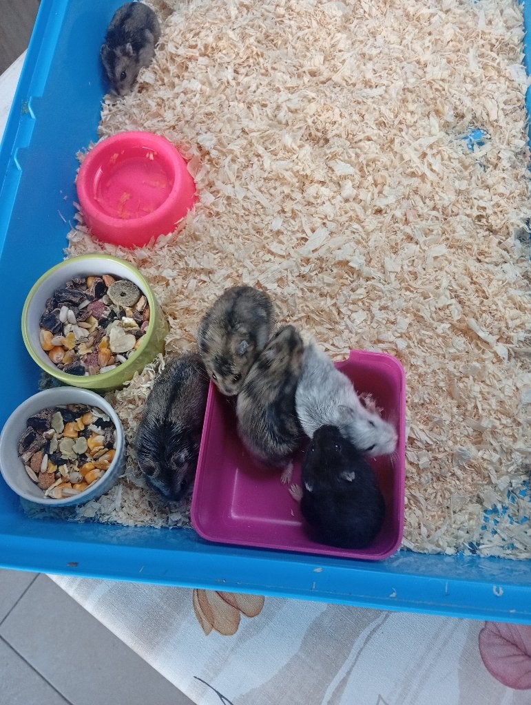 Nestje dwerghamsters, Animaux & Accessoires, Hamster, Août, Domestique, Plusieurs animaux