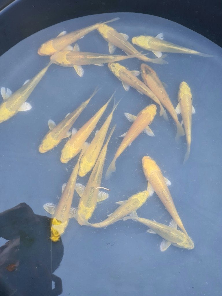 Laatste kans! Yamabuki Koi – Per Stuk Te Koop, Dieren en Toebehoren, Karper of Koi