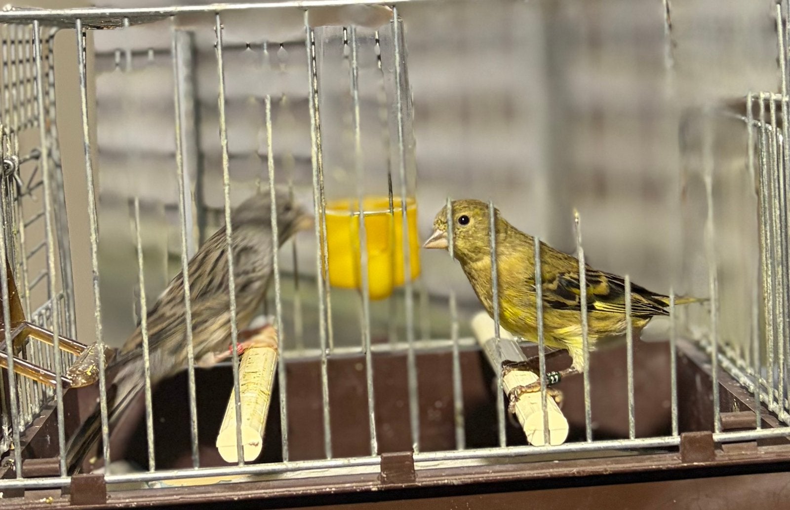 Bastaard putter X timbrado, Dieren en Toebehoren, Bastaard